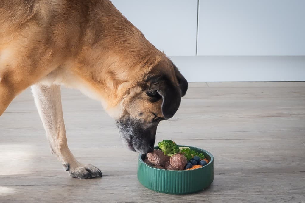 Hund an einer Schüssel mit frischer, individueller Ernährung